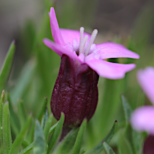 Kalk-Polsternelke / Silene acaulis