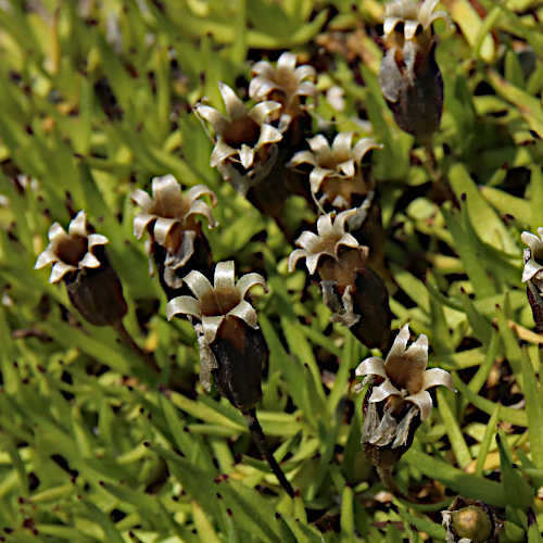 Kalk-Polsternelke / Silene acaulis