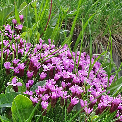 Kalk-Polsternelke / Silene acaulis