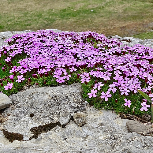 Kalk-Polsternelke / Silene acaulis