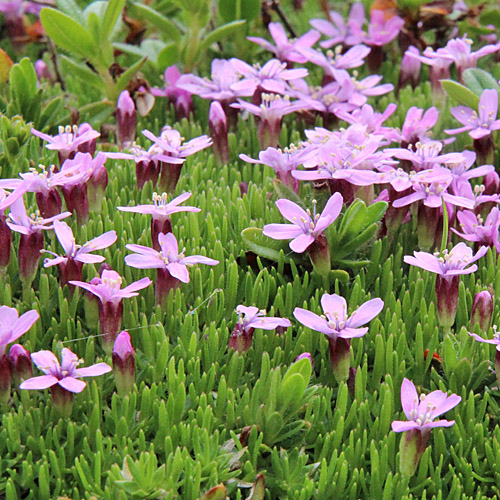 Kalk-Polsternelke / Silene acaulis