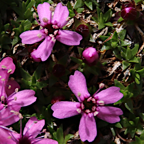 Silikat-Polsternelke / Silene exscapa