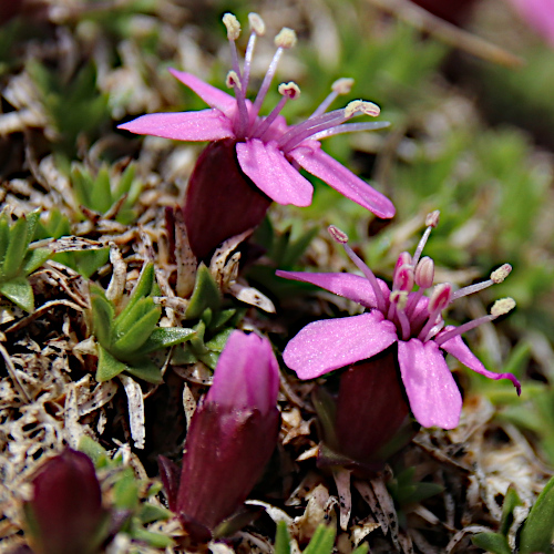 Silikat-Polsternelke / Silene exscapa