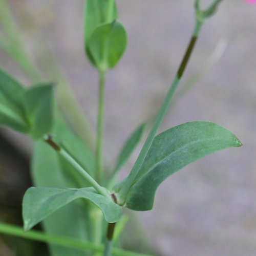 Nelken-Leimkraut / Silene armeria