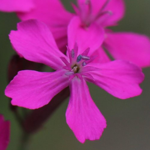 Nelken-Leimkraut / Silene armeria