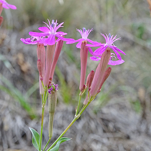 Nelken-Leimkraut / Silene armeria