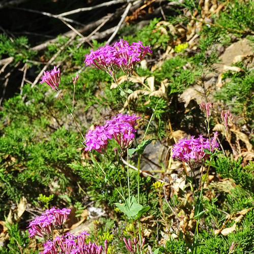 Nelken-Leimkraut / Silene armeria