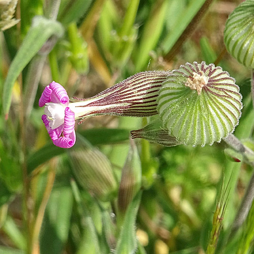 Kegelfrüchtiges Leimkraut / Silene conica