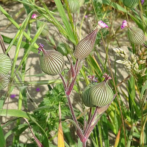 Kegelfrüchtiges Leimkraut / Silene conica