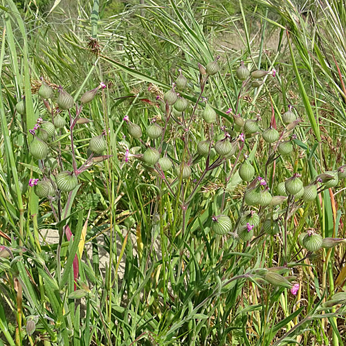 Kegelfrüchtiges Leimkraut / Silene conica