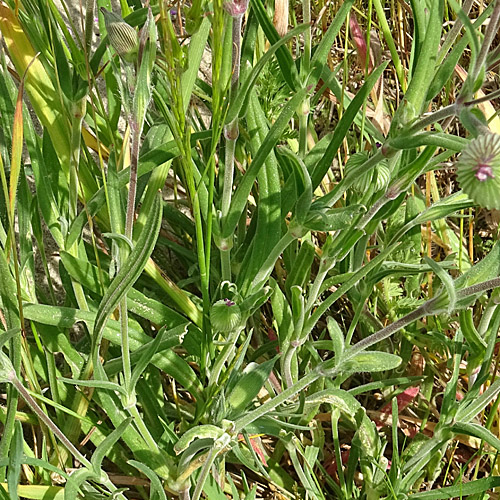 Kegelfrüchtiges Leimkraut / Silene conica