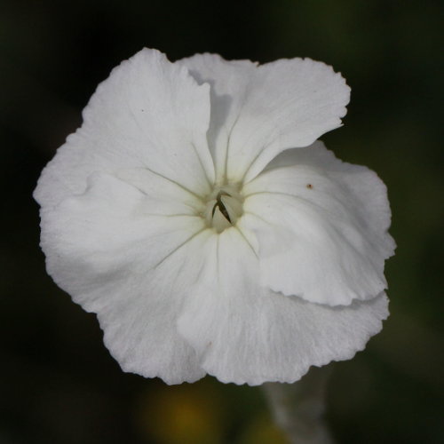 Kron-Lichtnelke / Silene coronaria