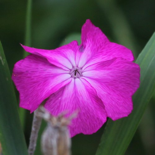 Kron-Lichtnelke / Silene coronaria