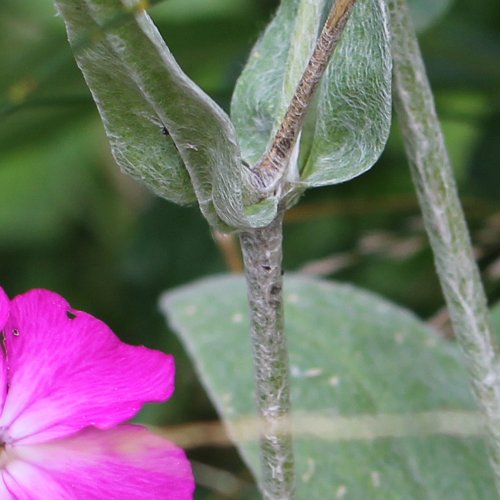 Kron-Lichtnelke / Silene coronaria