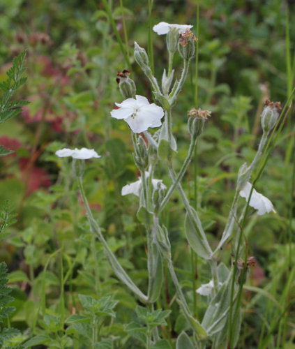 Kron-Lichtnelke / Silene coronaria