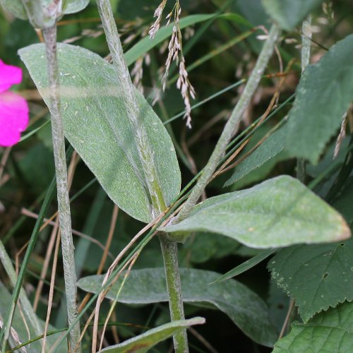 Kron-Lichtnelke / Silene coronaria