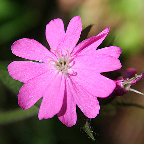 Rote Waldnelke / Silene dioica