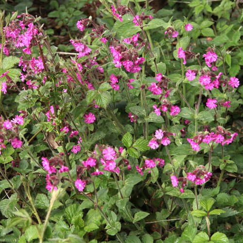 Rote Waldnelke / Silene dioica