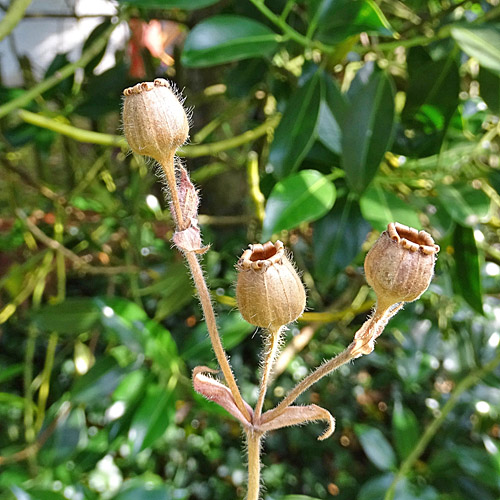 Rote Waldnelke / Silene dioica