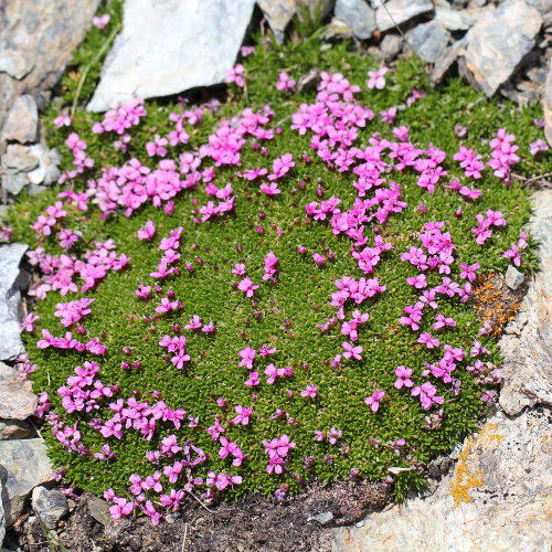 Silikat-Polsternelke / Silene exscapa