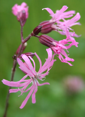 Kuckucks-Lichtnelke / Silene flos-cuculi