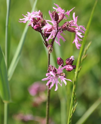 Kuckucks-Lichtnelke / Silene flos-cuculi