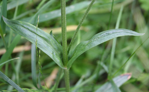 Kuckucks-Lichtnelke / Silene flos-cuculi