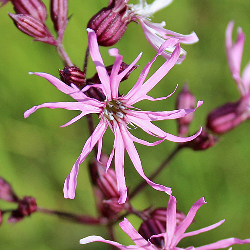 Kuckucks-Lichtnelke / Silene flos-cuculi