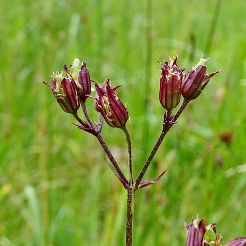 Kuckucks-Lichtnelke / Silene flos-cuculi