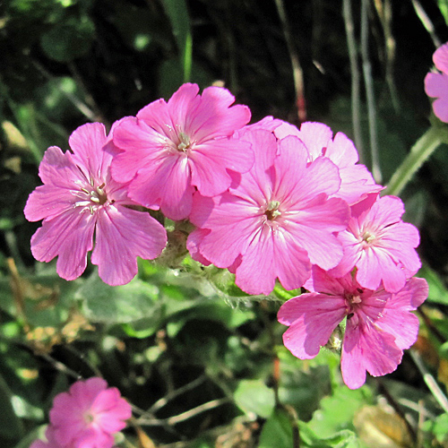 Jupiter-Lichtnelke / Silene flos-jovis