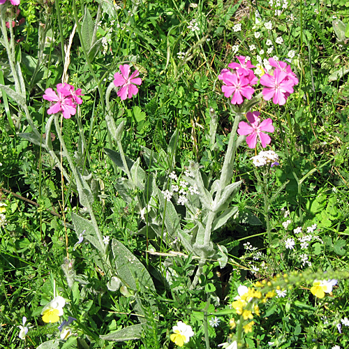 Jupiter-Lichtnelke / Silene flos-jovis