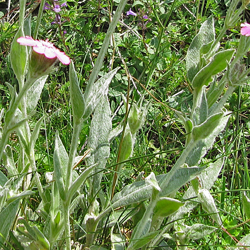 Jupiter-Lichtnelke / Silene flos-jovis