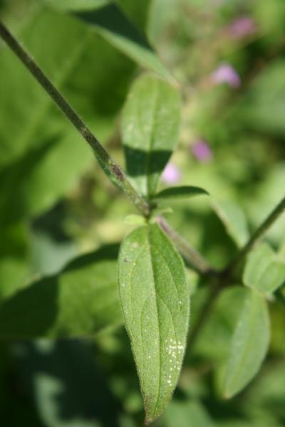 Weisse Waldnelke / Silene pratensis