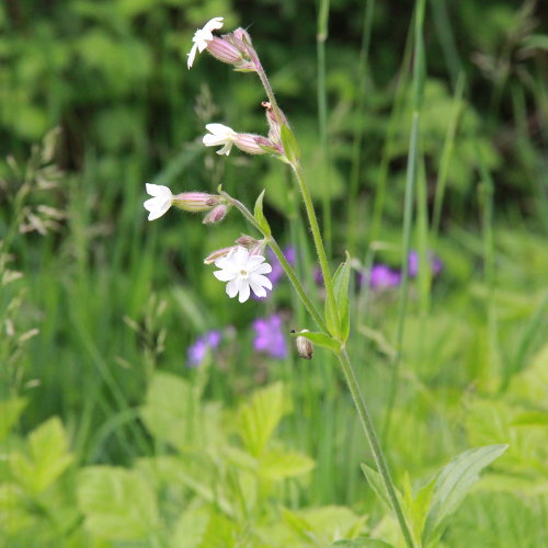 Weisse Waldnelke / Silene pratensis