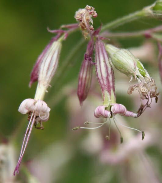 Nickendes Leimkraut / Silene nutans