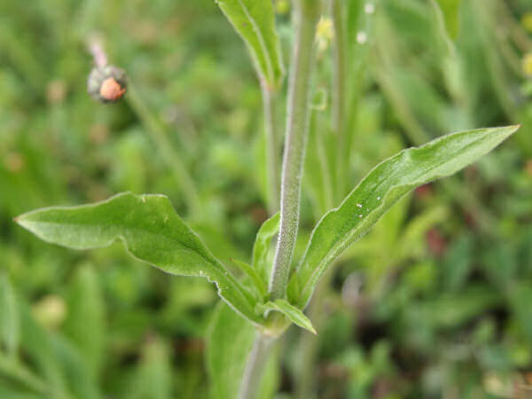 Nickendes Leimkraut / Silene nutans