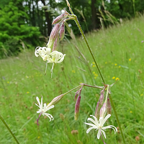 Nickendes Leimkraut / Silene nutans