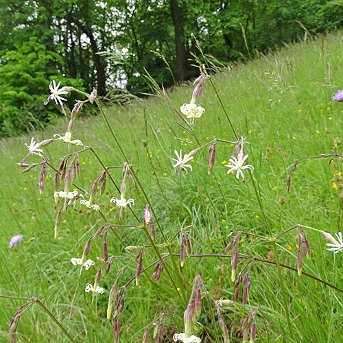 Nickendes Leimkraut / Silene nutans