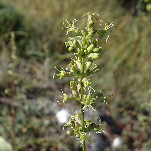 Öhrchen-Leimkraut / Silene otites