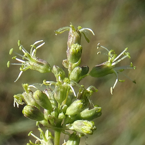 Öhrchen-Leimkraut / Silene otites