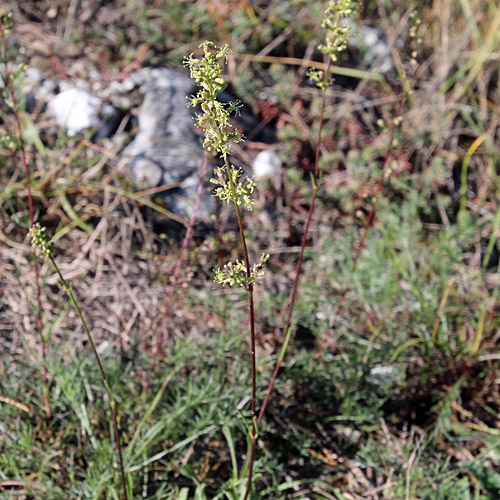 Öhrchen-Leimkraut / Silene otites