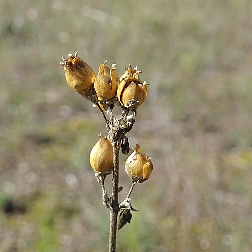 Öhrchen-Leimkraut / Silene otites