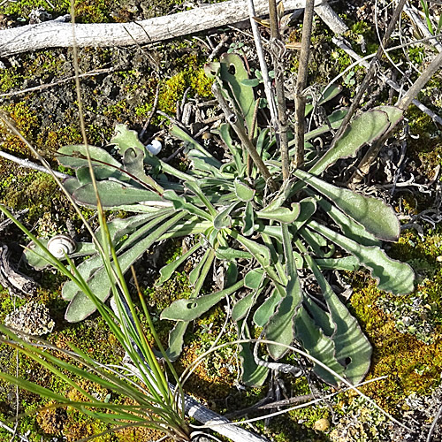 Öhrchen-Leimkraut / Silene otites