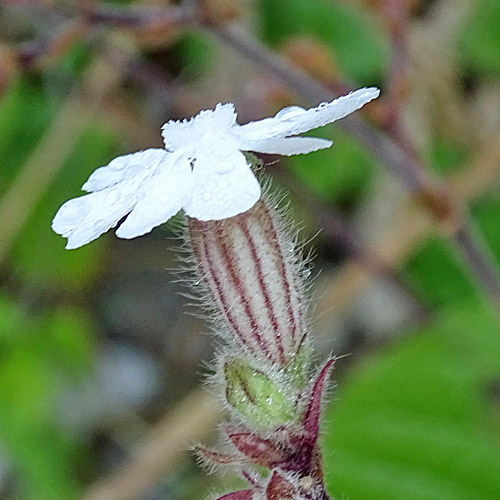 Weisse Waldnelke / Silene pratensis