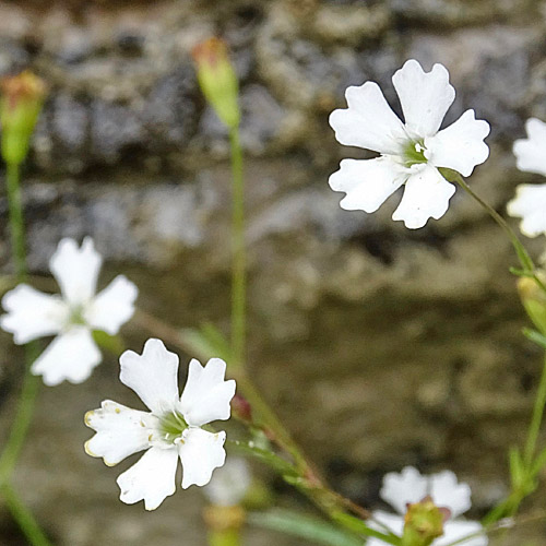 Strahlensame / Silene pusilla