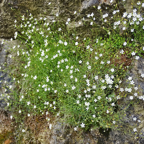 Strahlensame / Silene pusilla