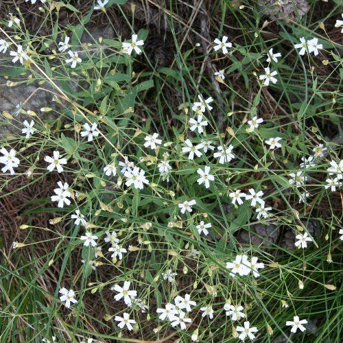 Felsen-Leimkraut / Silene rupestris