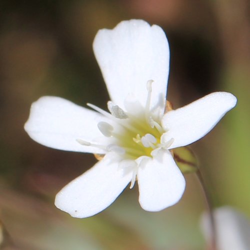 Felsen-Leimkraut / Silene rupestris