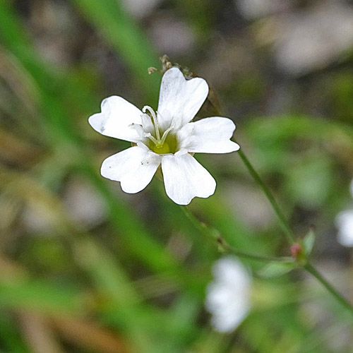 Felsen-Leimkraut / Silene rupestris