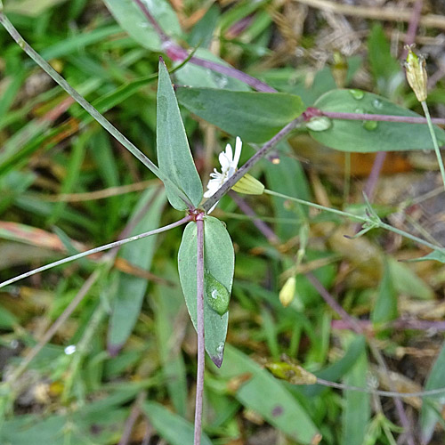 Felsen-Leimkraut / Silene rupestris